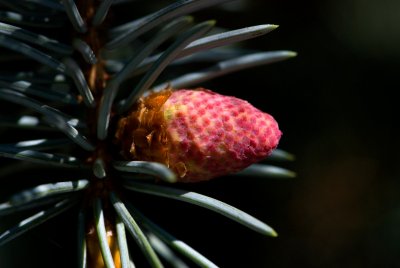 Picea pungens 'Argentea' - smrk pichlavý - pupen